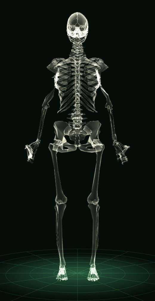 Cuerpo mujer en 3D: esqueleto