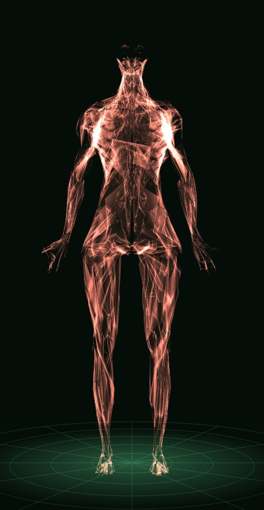 Cuerpo mujer en 3D: músculos